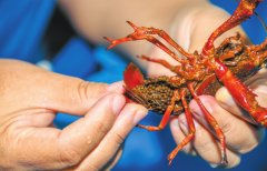 是订单驱动下规模化养殖的必然